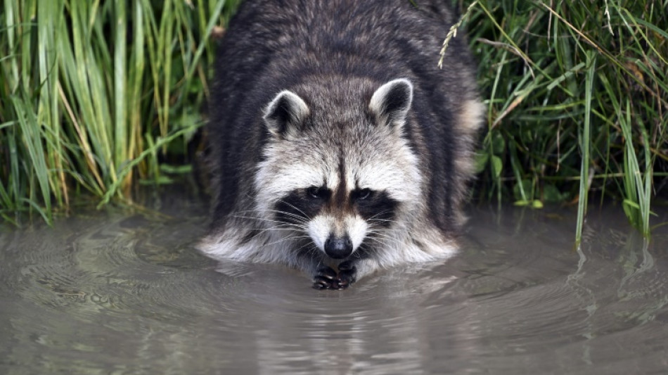 Ungebetene Dauergäste: Fast 2000 invasive Arten in Deutschland heimisch