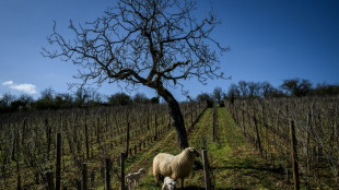 Les vins de Bourgogne dans la course &agrave; la d&eacute;carbonation