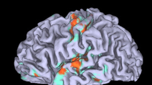 Nuova teoria sullo sviluppo del cervello, utile per nuovi sistemi di IA