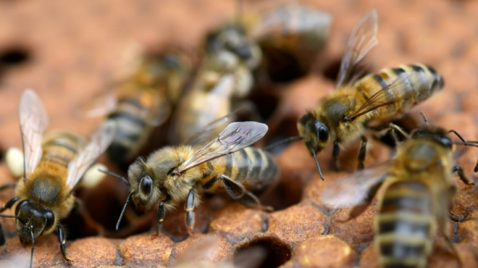 N&eacute;onicotino&iuml;des: chez l'humain, des risques incertains par manque d'&eacute;tudes