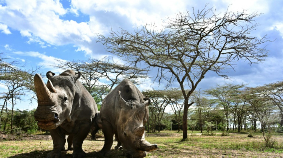 Forscher: "Meilenstein" bei Bem&uuml;hungen um Rettung seltener Nashornarten