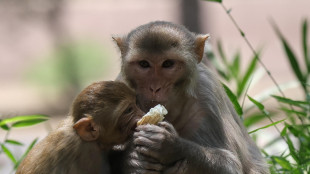 Anche i macachi diventano pi&ugrave; attenti ai germi dopo un'epidemia