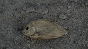 Le monde doit se préparer à des températures records provoquées par El Nino, selon l'ONU