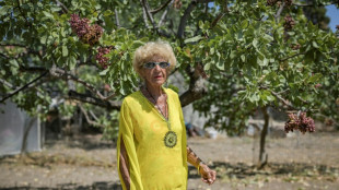 'Last generation': Greek island's fading pistachio tradition