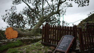 'Albero di Robin Hood' abbattuto in Gb, condannati 2 uomini