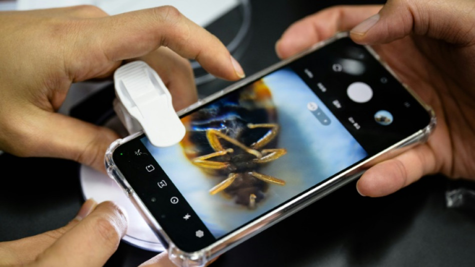 Cor&eacute;e du Sud: face aux punaises de lit, le site d'un informaticien fait fureur