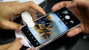 Cor&eacute;e du Sud: face aux punaises de lit, le site d'un informaticien fait fureur