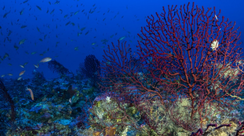 Greece to create new marine reserves to protect underwater wildlife