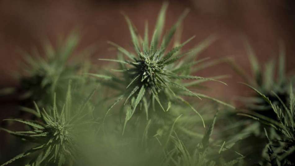 Ermittler entdecken im Schwarzwald Cannabis-Plantagen mit tausenden Pflanzen