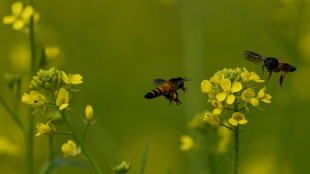 Beweise f&uuml;r Seuche vereitelt: Imker aus Rheinland-Pfalz m&uuml;ssen 263 Bienenv&ouml;lker t&ouml;ten