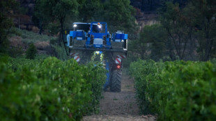 Dix jours apr&egrave;s les feux, tristes vendanges dans le vignoble varois