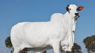 In Brasile la mucca pi&ugrave; cara al mondo, vale 4 milioni di dollari