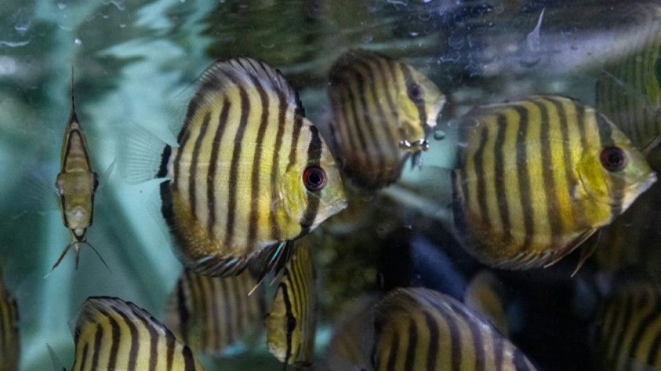 Guain&iacute;a, a regi&atilde;o colombiana que decora os aqu&aacute;rios do mundo
