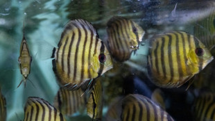 Guain&iacute;a, a regi&atilde;o colombiana que decora os aqu&aacute;rios do mundo
