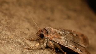 Moth uses stars to navigate long distances, scientists discover