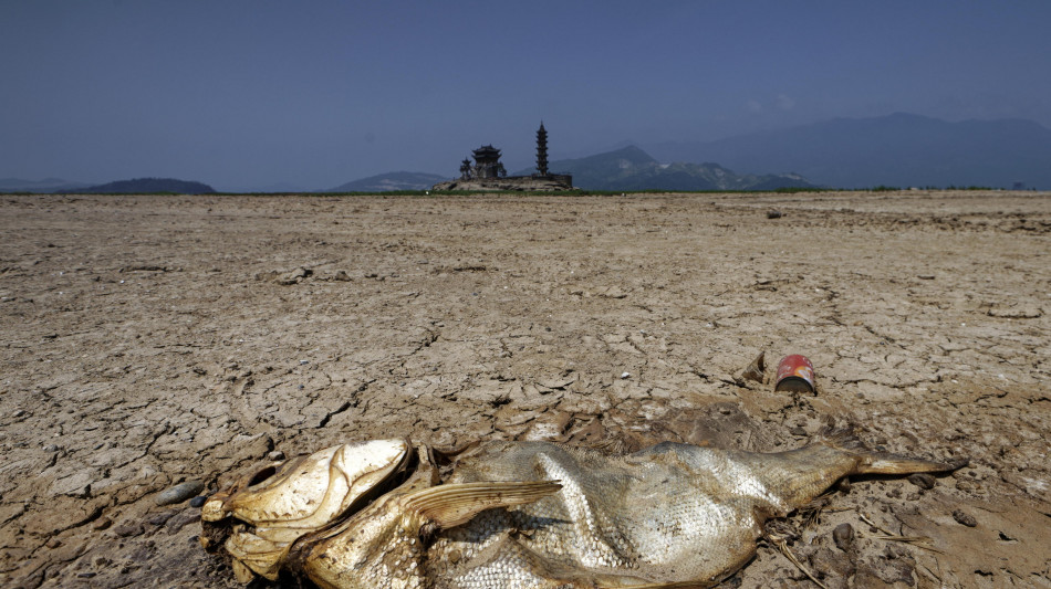 Scoperte le pi&ugrave; antiche orme di pesci sulla terraferma