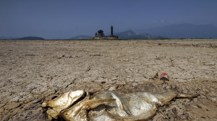 Scoperte le pi&ugrave; antiche orme di pesci sulla terraferma