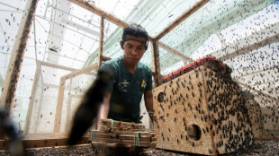 Larvas de mosca, alternativa sostenible de Costa Rica para alimentaci&oacute;n animal