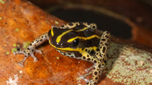 Une nouvelle espèce de grenouille venimeuse découverte en Amazonie péruvienne