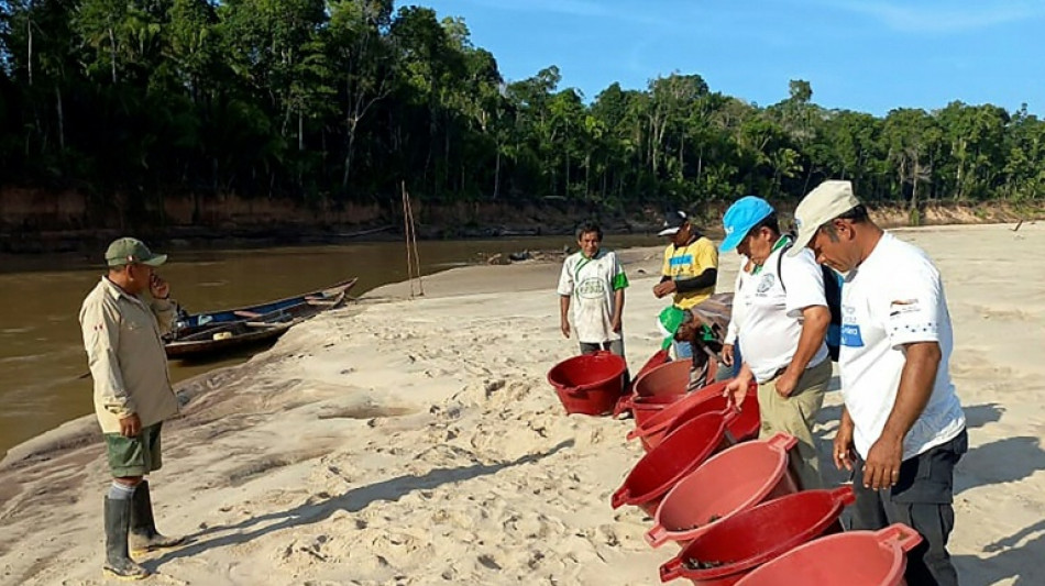 Mehr als 6100 Baby-Schildkr&ouml;ten im Amazonasbecken in Peru freigelassen