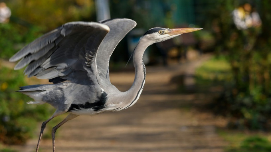 Graureiher aus leerstehendem Fischgesch&auml;ft in Bad Neuenahr-Ahrweiler befreit