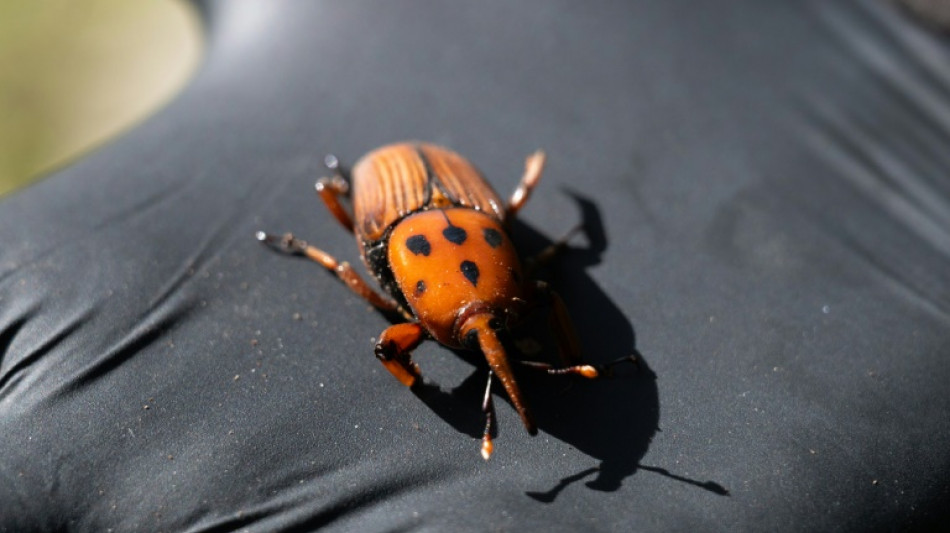 'Bicudo-vermelho' destrói palmeiras e alarma Brasil e Argentina