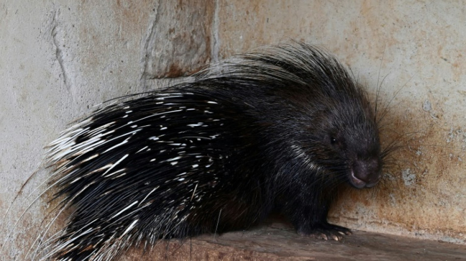 Ausgeb&uuml;xtes Stachelschwein h&auml;lt Polizei in Bockenem in Atem