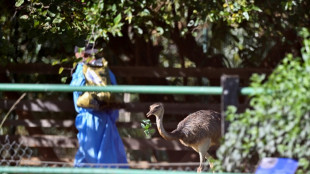Brasil dice haber contenido el brote de gripe aviar que afect&oacute; sus exportaciones