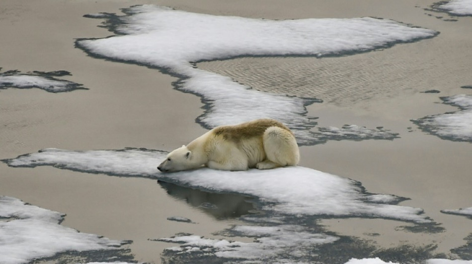 Arctic sea ice hits lowest peak in satellite record, says US agency