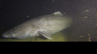 Mappato il Dna dell'animale pi&ugrave; longevo del mondo ++ ferma