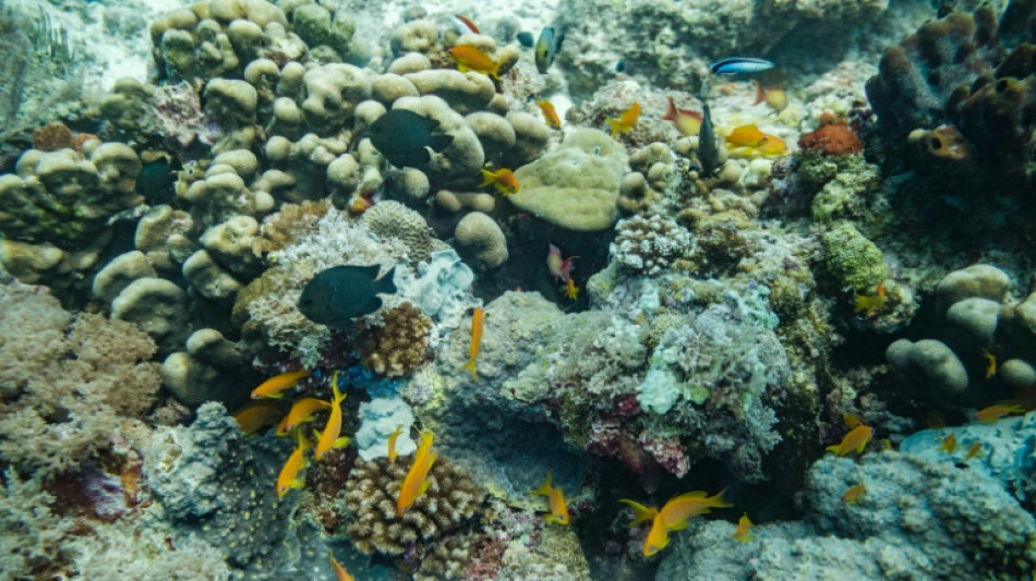 Los corales están casi condenados a desaparecer, indica estudio