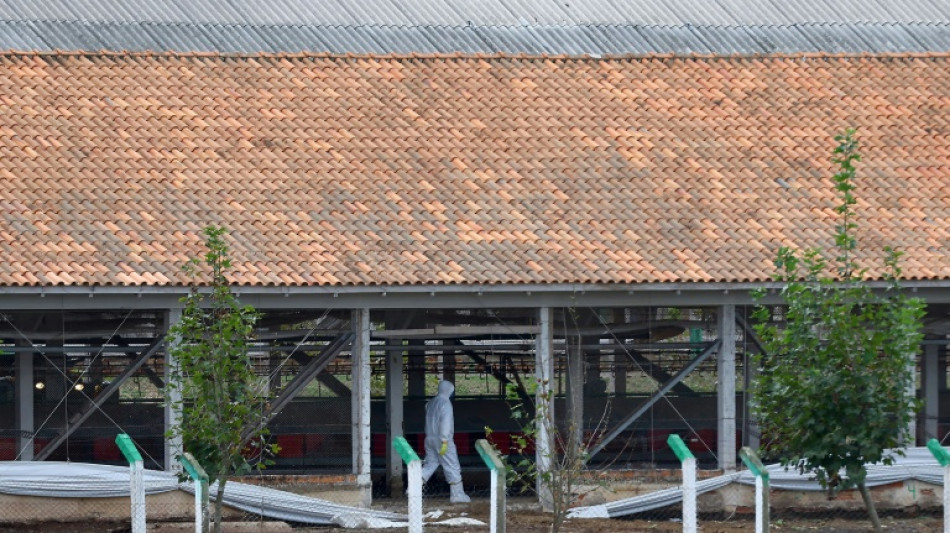 Brasil se declara livre de gripe aviária após foco que afetou exportações