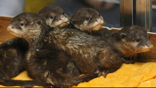 Detenido en Tailandia el naturalista espa&ntilde;ol Frank Cuesta por posesi&oacute;n ilegal de animales protegidos