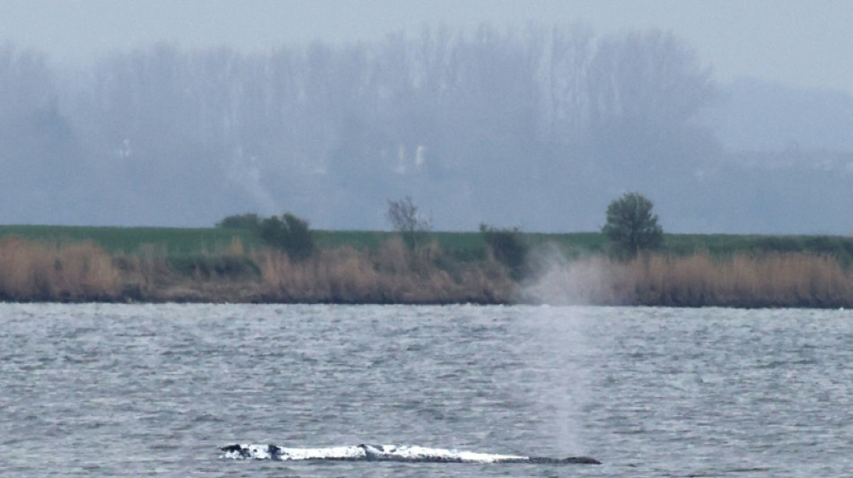 Wal vor Insel Poel: Helfer k&ouml;nnen Rettungsversuch starten