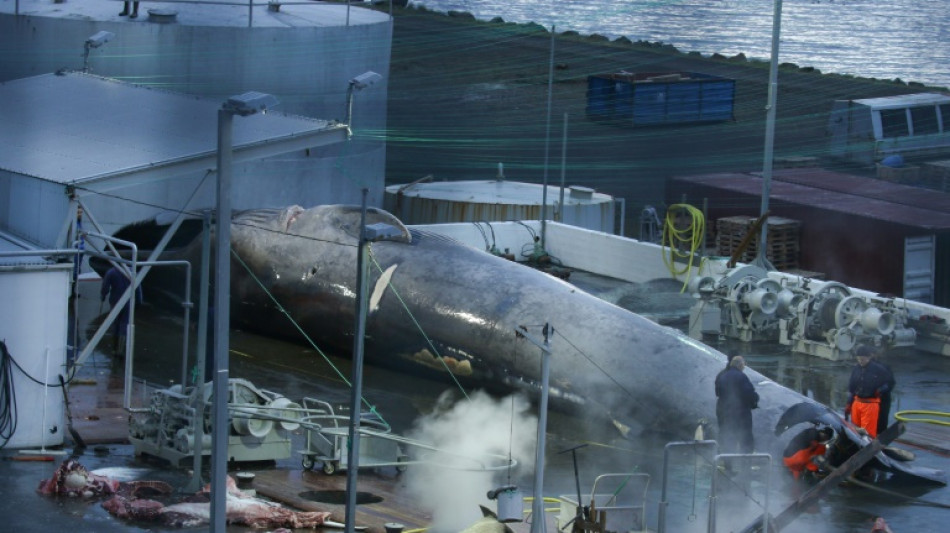 Islandia dejar&aacute; de cazar ballenas