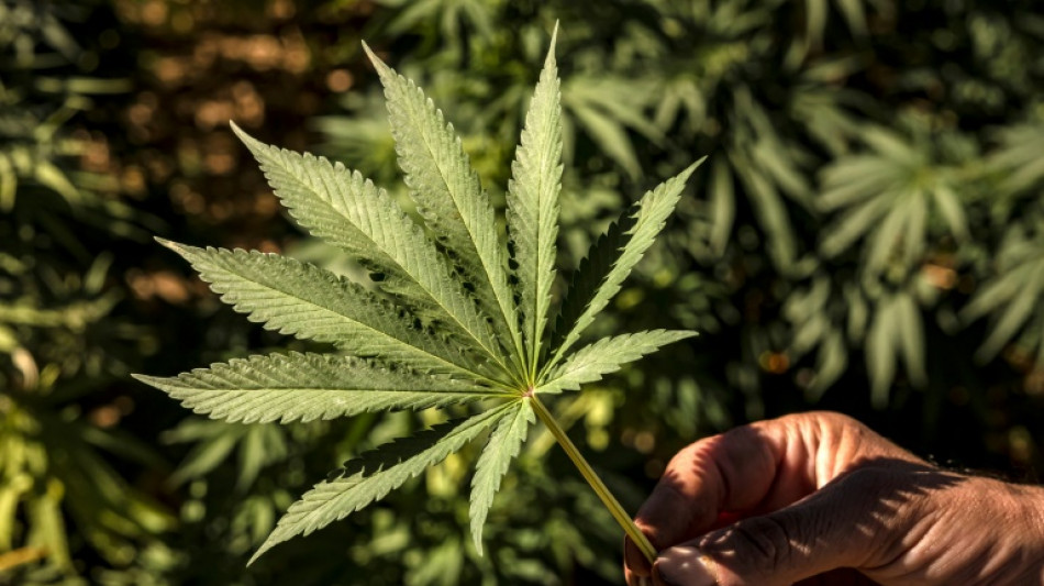 Le cannabis pourrait &ecirc;tre plus nocif pour les poumons que le tabac (&eacute;tude)