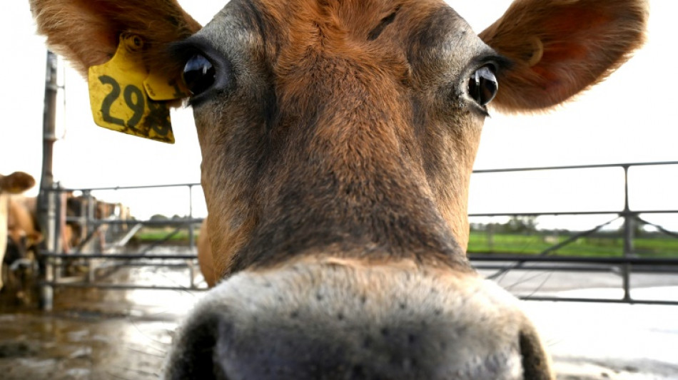 Dairy giant New Zealand endures butter price shock
