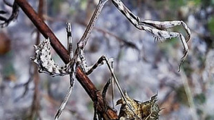 Mantide diavoletto arriva sulle sponde dello Scrivia in Piemonte