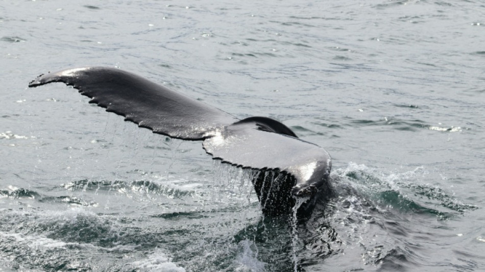 L'Islande vers la fin de la chasse à la baleine