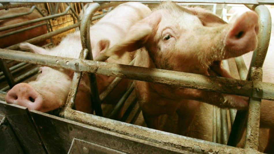 Maltraitance animale: amendes requises contre un &eacute;levage breton en pleine "d&eacute;rive sanitaire"