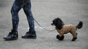 Tierschützer raten zu Hundemänteln: Oftmals mehr als "modisches Accessoire"