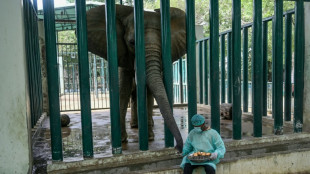 Jumbo task: 400 pills a day for elephants with TB in Pakistan