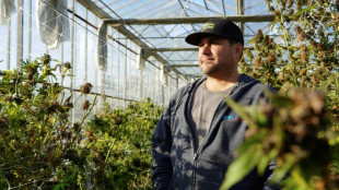 High stakes for weed growers amid slow NY legalization rollout