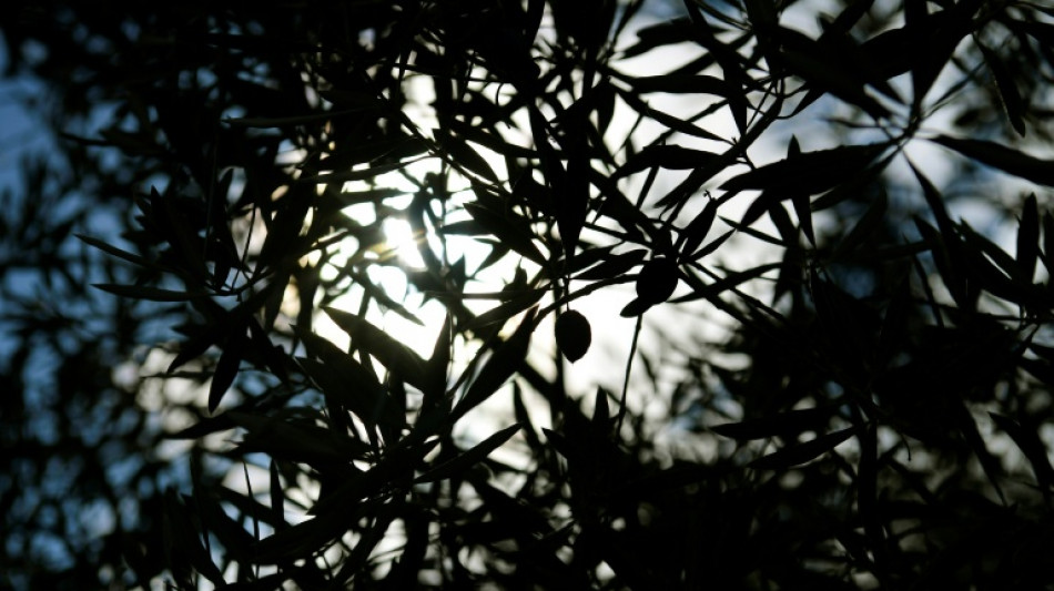 La UE puede exigir sanciones a EEUU por las olivas españolas, según la OMC