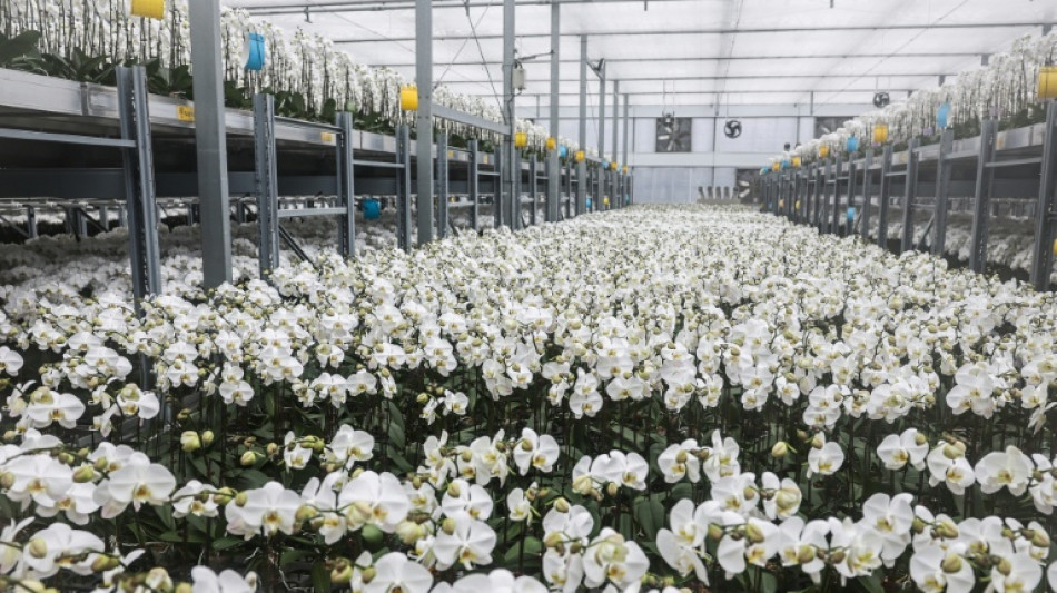 Produtores de orqu&iacute;deas de Taiwan resistem enquanto tarifas dos EUA disparam