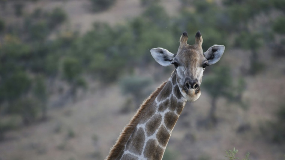 Il n'existe pas une esp&egrave;ce unique de girafes mais quatre
