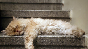 A T&eacute;h&eacute;ran, les chats persans ont leur "miaous&eacute;e"