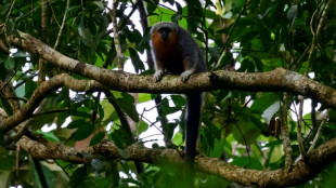 Comunidade corre contra o tempo para salvar macacos cercados por desmatamento e usina no Brasil