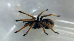 Kölner Zoll entdeckt 1500 Vogelspinnen in Keksverpackungen