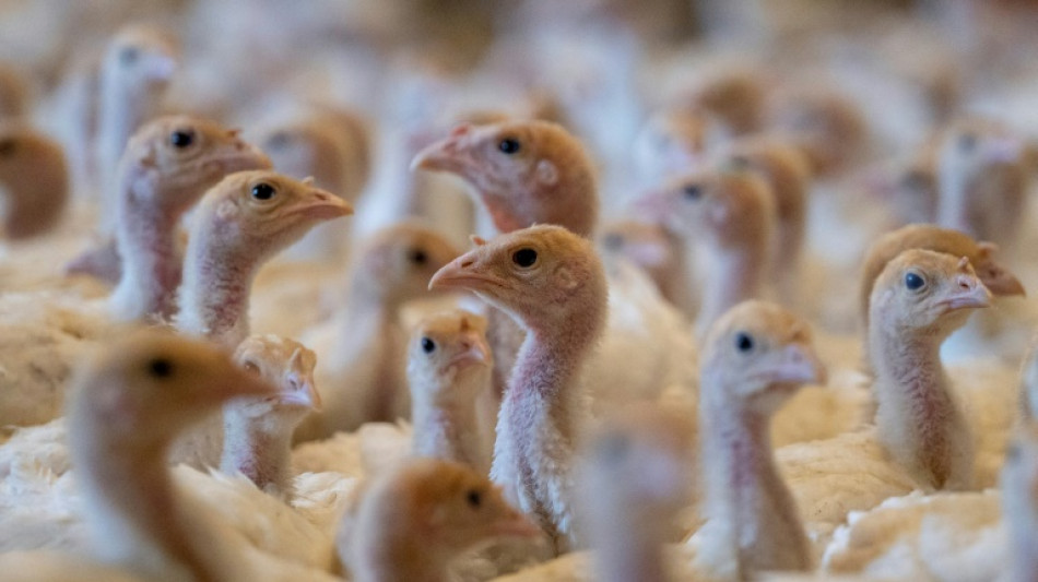 Lidl setzt neue Ziele f&uuml;r mehr Frischfleisch aus h&ouml;heren Tierhaltungsklassen